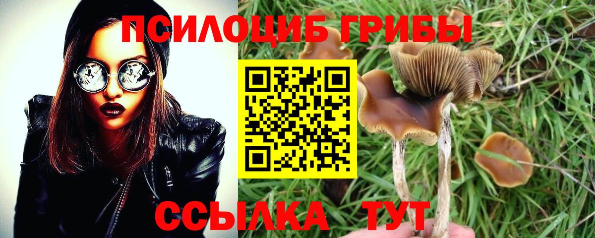 Майкоп  Псилоцибиновые грибы Cubensis  хочу   Вход с VPN 